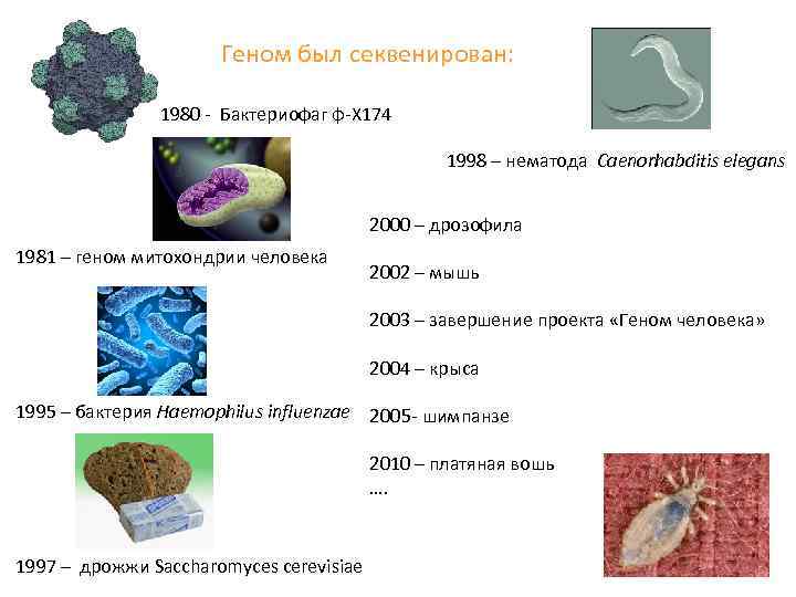 Геном был секвенирован: 1980 - Бактериофаг φ-X 174 1998 – нематода Caenorhabditis elegans 2000