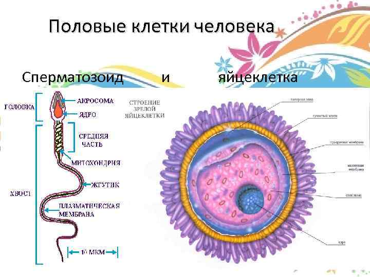 Яйцеклетка рисунок биология