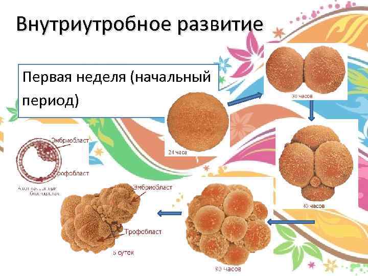 Начальный период развития человека картинка