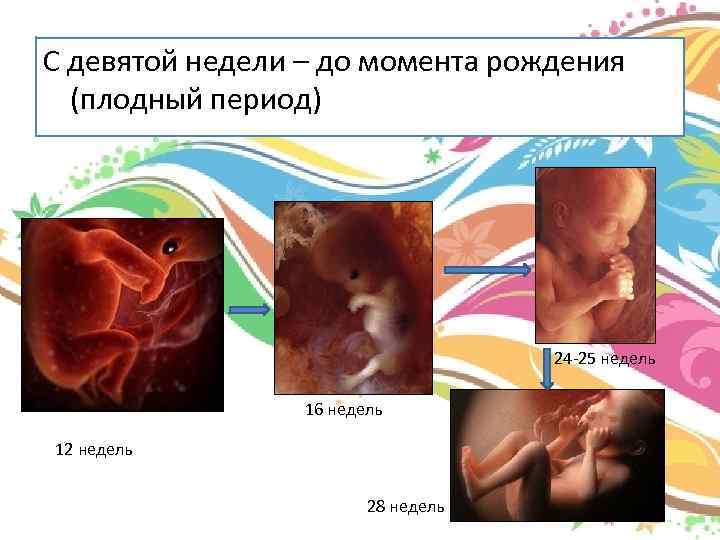 С девятой недели – до момента рождения (плодный период) 24 -25 недель 16 недель