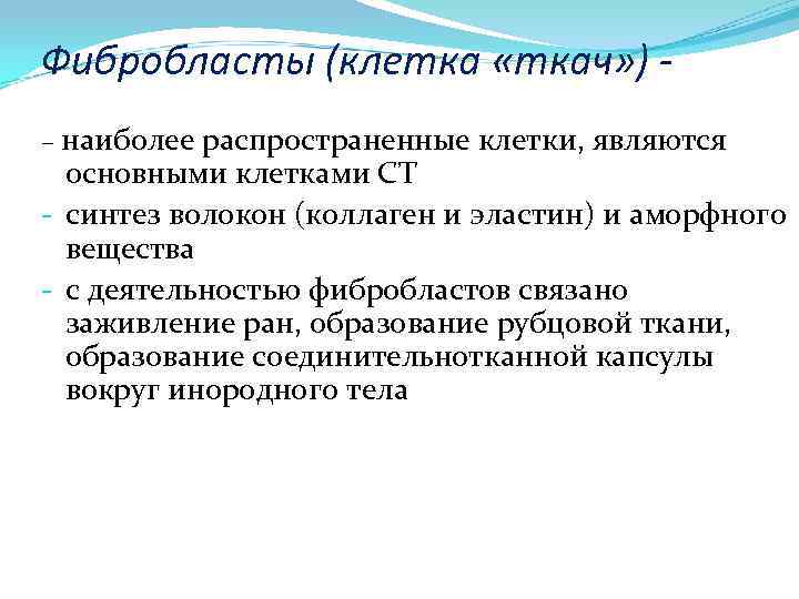 Фибробласты (клетка «ткач» ) – наиболее распространенные клетки, являются основными клетками СТ - синтез