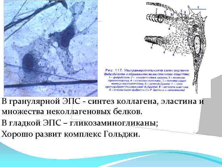 В гранулярной ЭПС - синтез коллагена, эластина и множества неколлагеновых белков. В гладкой ЭПС