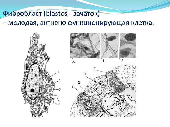 Фибробласт (blastos - зачаток) – молодая, активно функционирующая клетка. 