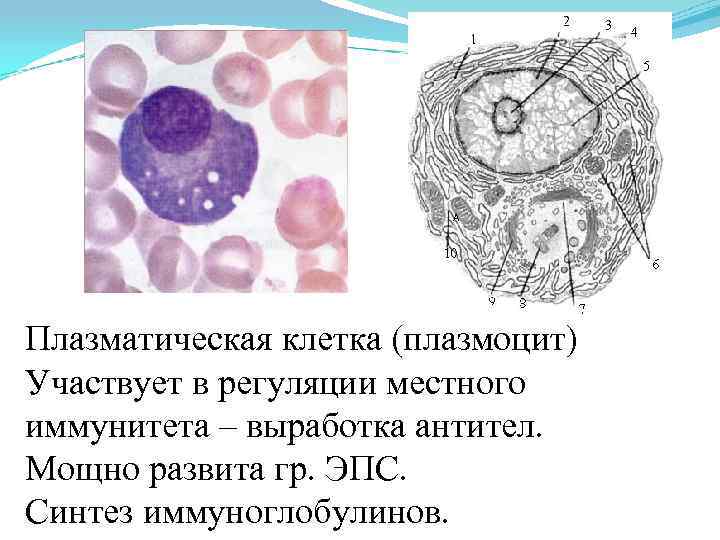 А Плазматическая клетка (плазмоцит) Участвует в регуляции местного иммунитета – выработка антител. Мощно развита