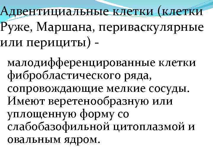 Адвентициальные клетки (клетки Руже, Маршана, периваскулярные или перициты) малодифференцированные клетки фибробластического ряда, сопровождающие мелкие