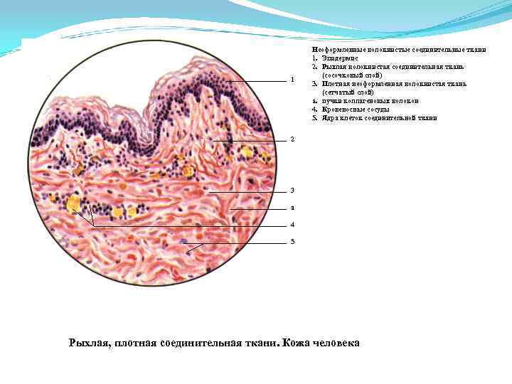 1 Неоформленные волокнистые соединительные ткани 1. Эпидермис 2. Рыхлая волокнистая соединительная ткань (сосочковый слой)