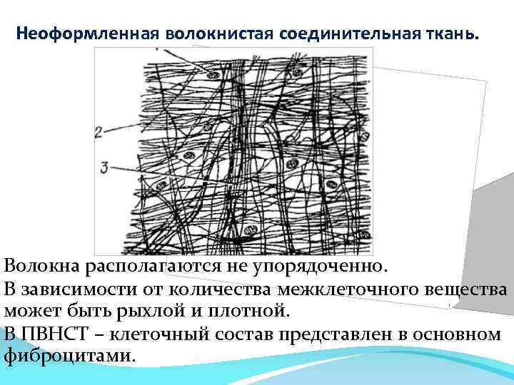 Плотная волокнистая соединительная ткань рисунок