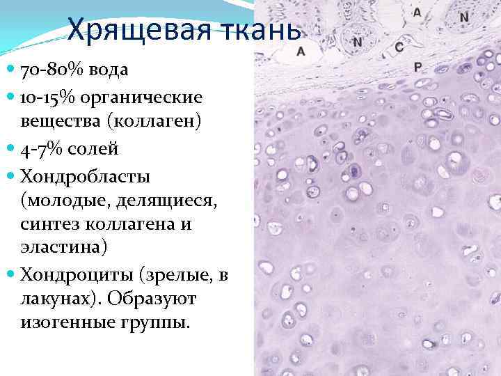 Хрящевая ткань 70 -80% вода 10 -15% органические вещества (коллаген) 4 -7% солей Хондробласты