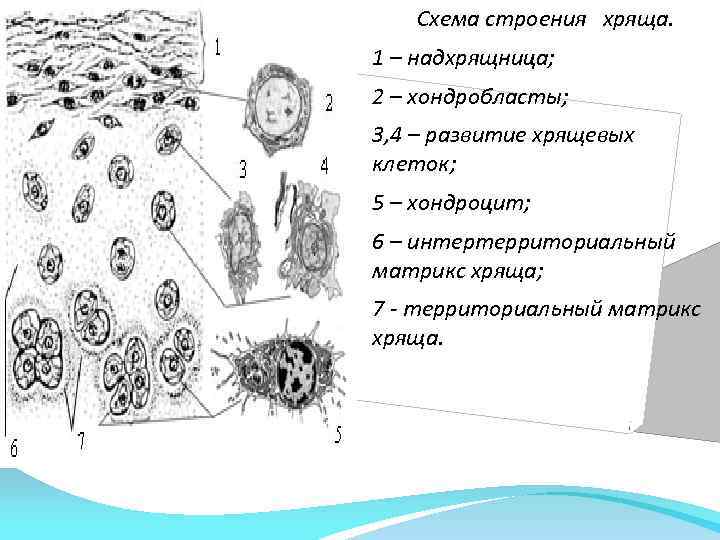 Схема строения хряща. 1 – надхрящница; 2 – хондробласты; 3, 4 – развитие хрящевых