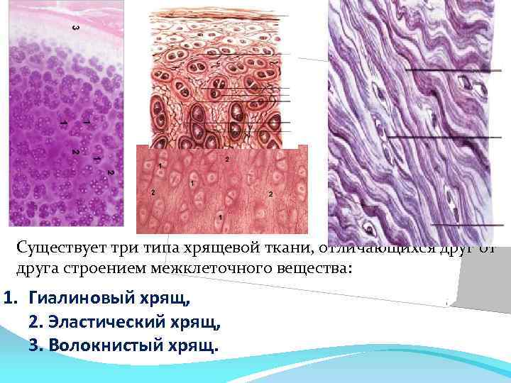 Существует три типа хрящевой ткани, отличающихся друг от друга строением межклеточного вещества: 1. Гиалиновый