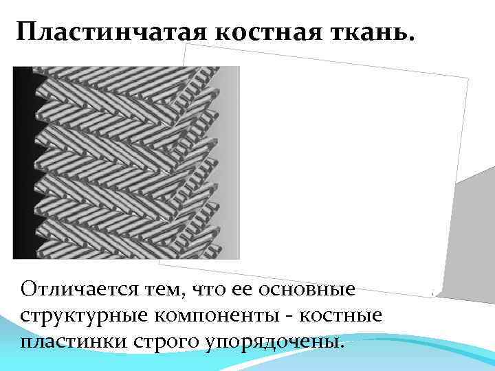 Пластинчатая костная ткань. Отличается тем, что ее основные структурные компоненты - костные пластинки строго