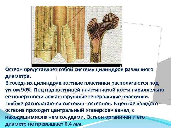 1 Остеон представляет собой систему цилиндров различного диаметра. В соседних цилиндрах костные пластинки располагаются