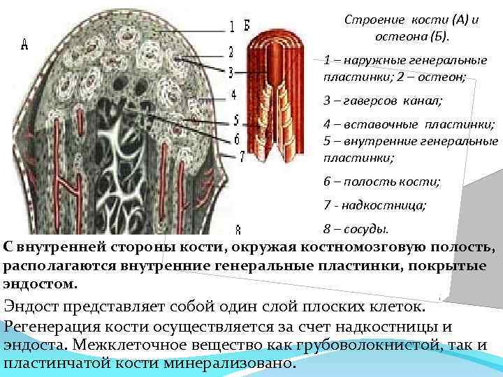 Костные пластинки. Внутренние генеральные пластинки. Наружные генеральные пластинки. Наружные генеральные костные пластинки. Генеральные пластинки остеона.