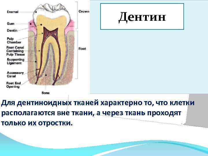 Дентин Для дентиноидных тканей характерно то, что клетки располагаются вне ткани, а через ткань