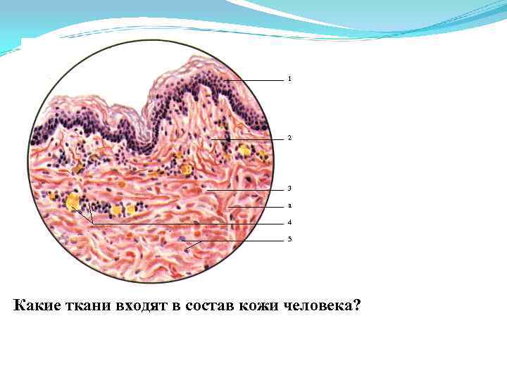 1 2 3 a 4 5 Какие ткани входят в состав кожи человека? 