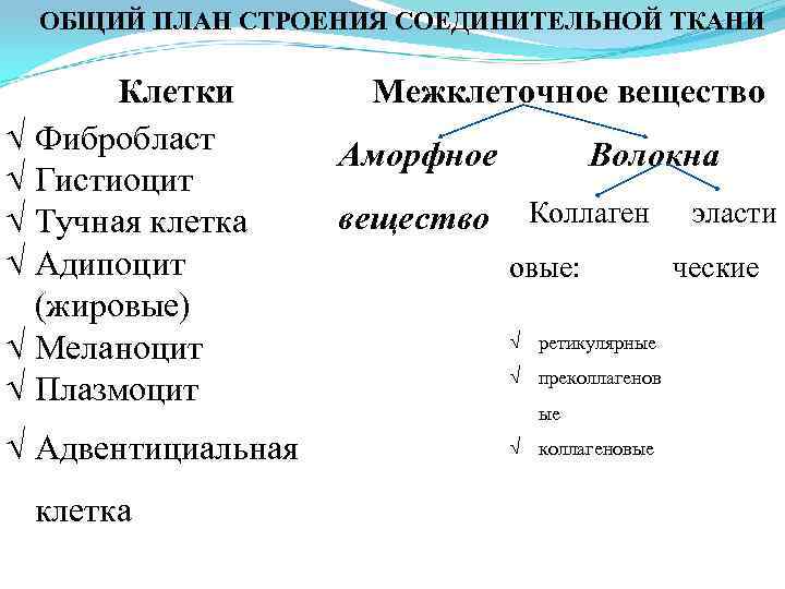 ОБЩИЙ ПЛАН СТРОЕНИЯ СОЕДИНИТЕЛЬНОЙ ТКАНИ Клетки Фибробласт Гистиоцит Тучная клетка Адипоцит (жировые) Меланоцит Плазмоцит