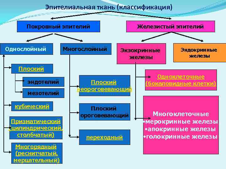 Эпителиальная ткань классификация