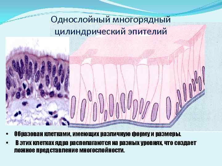 Клетки многорядного эпителия