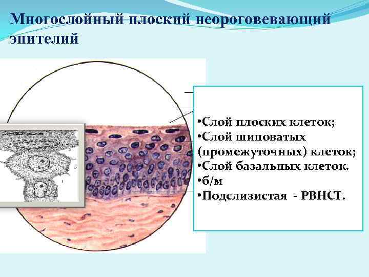 Обнаружены клетки эпителия базально парабазального слоев