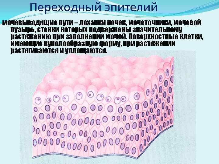 Клетки поверхностного слоя многослойного плоского эпителия