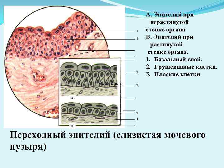 Стенки органов