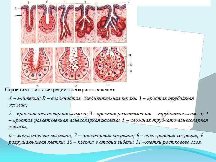 Экзокринные железы это. Экзокринные железы строение. Экзокринные железы гистология. Схема строения экзокринных желез. Простая разветвленная трубчатая железа.