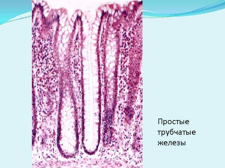 Простые трубчатые железы 