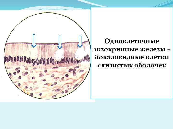 Бокаловидные клетки это