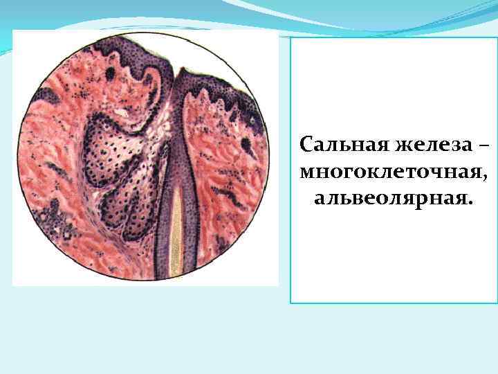 Потовая железа рисунок гистология