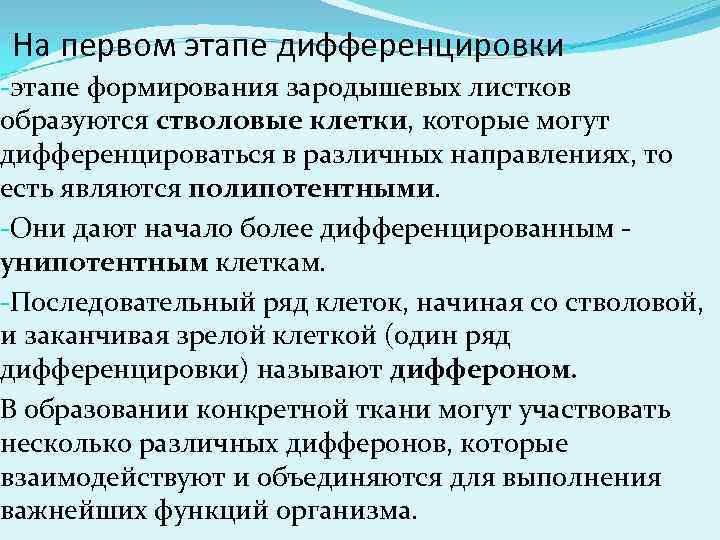 На первом этапе дифференцировки -этапе формирования зародышевых листков образуются стволовые клетки, которые могут дифференцироваться