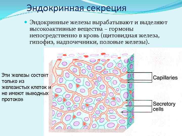 Жидкость вырабатываемая железа. Эндокринные клетки вырабатывающие вещества. Гистологические термины. Понятие ткани гистология. Эндокринные железы гистология.