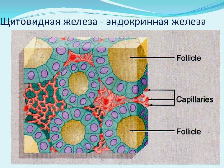 Щитовидная железа - эндокринная железа 