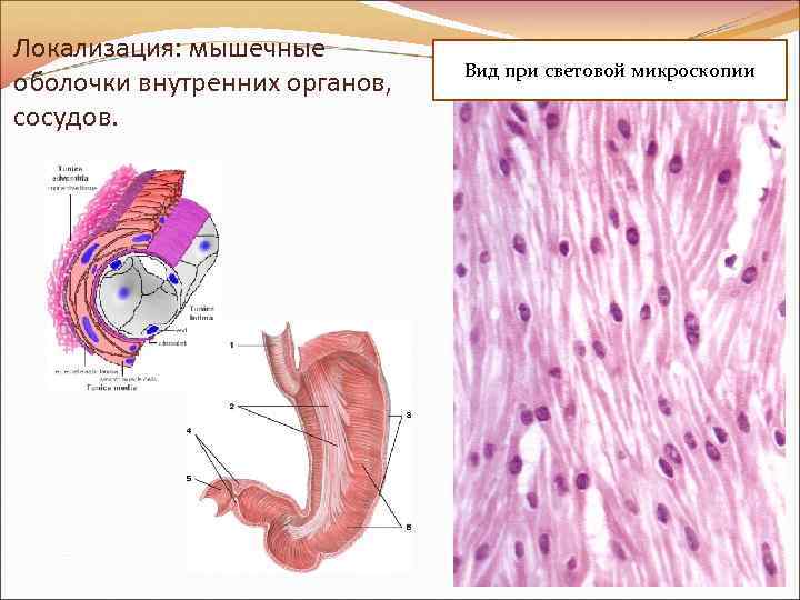 Локализация: мышечные оболочки внутренних органов, сосудов. Вид при световой микроскопии 