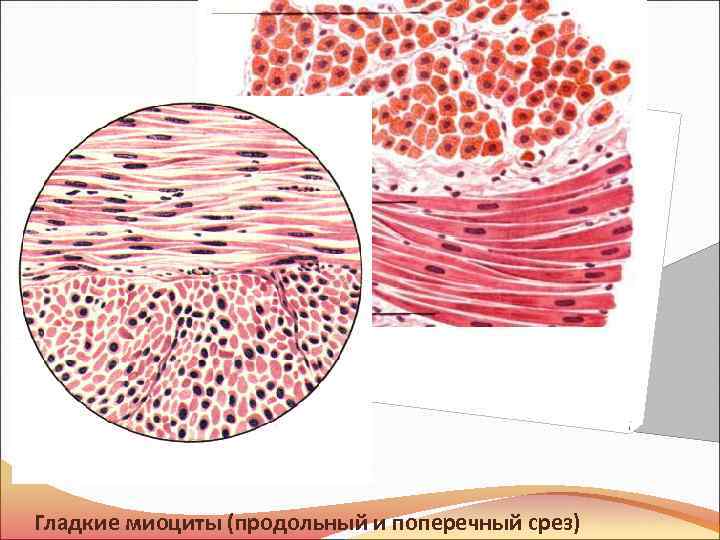 Гладкий миоцит