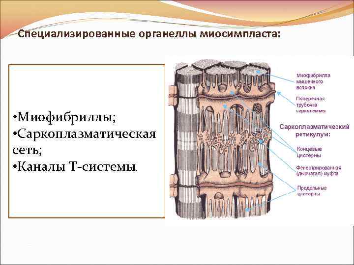 Специализированные органеллы миосимпласта: • Миофибриллы; • Саркоплазматическая сеть; • Каналы Т-системы. 