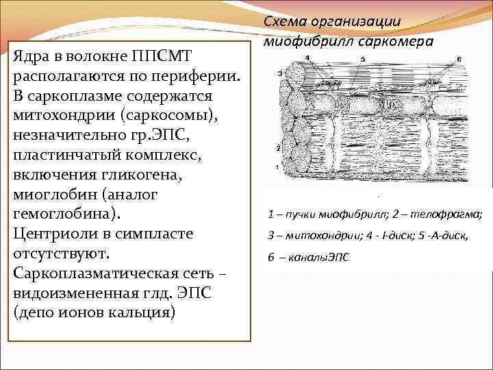 Ядра в волокне ППСМТ располагаются по периферии. В саркоплазме содержатся митохондрии (саркосомы), незначительно гр.