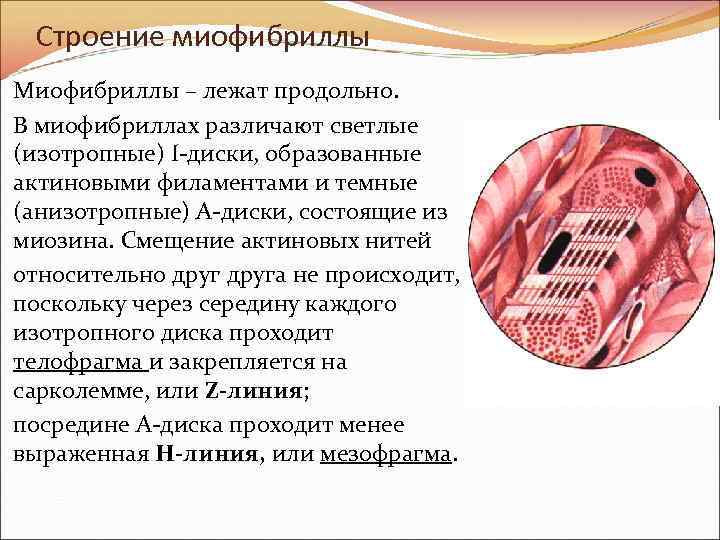 Строение миофибриллы Миофибриллы – лежат продольно. В миофибриллах различают светлые (изотропные) I-диски, образованные актиновыми