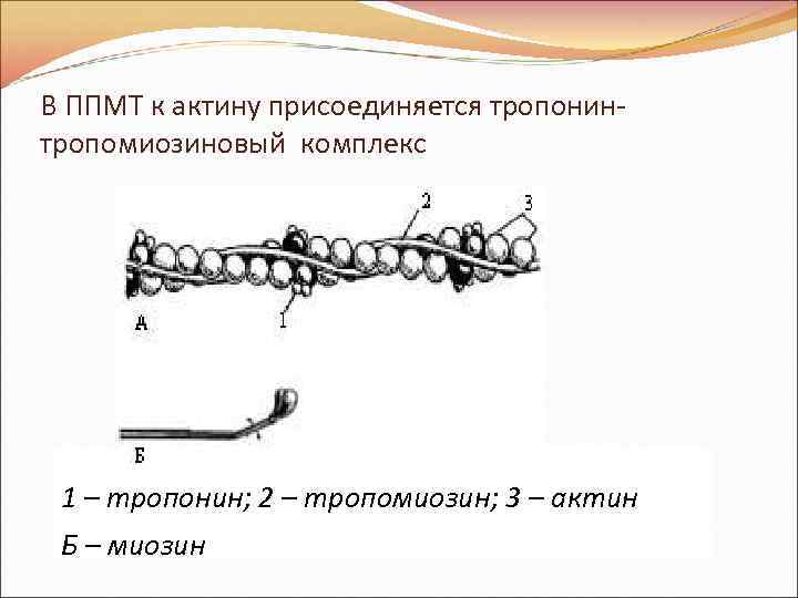 В ППМТ к актину присоединяется тропонинтропомиозиновый комплекс Модель актинового (А) комплекса и молекулы миозина