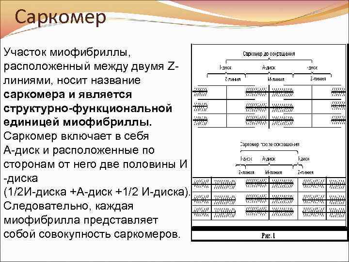 Саркомер Участок миофибриллы, расположенный между двумя Zлиниями, носит название саркомера и является структурно-функциональной единицей