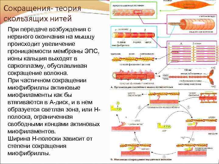 Сокращения- теория скользящих нитей При передаче возбуждения с нервного окончания на мышцу происходит увеличение