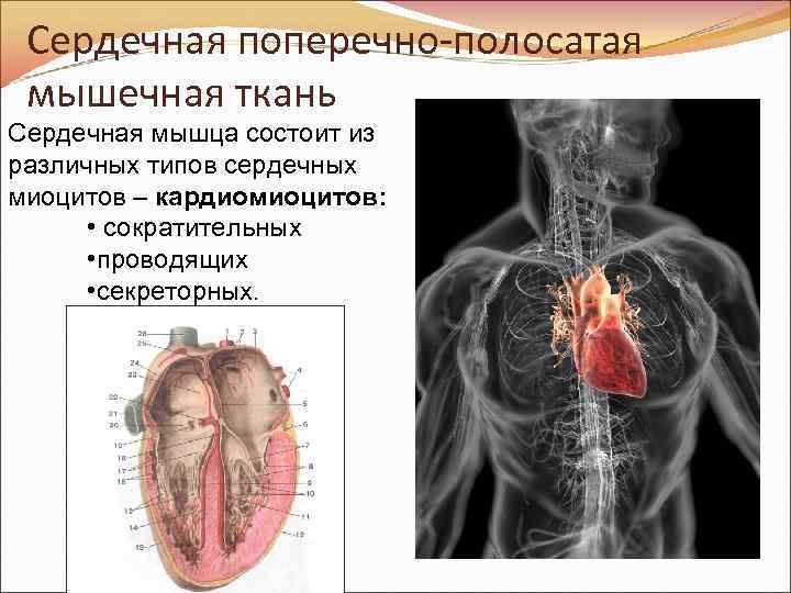 Сердечная поперечно-полосатая мышечная ткань Сердечная мышца состоит из различных типов сердечных миоцитов – кардиомиоцитов: