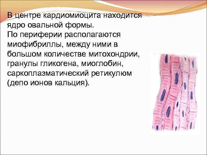 В центре кардиомиоцита находится ядро овальной формы. По периферии располагаются миофибриллы, между ними в