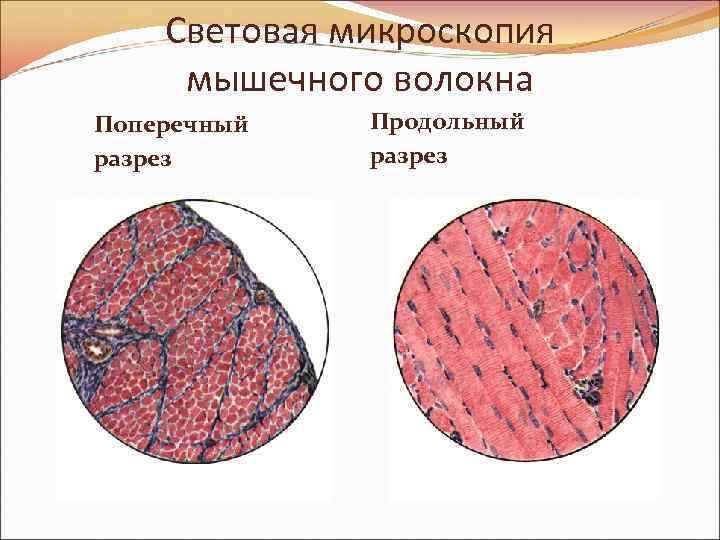 Световая микроскопия мышечного волокна Поперечный разрез Продольный разрез 