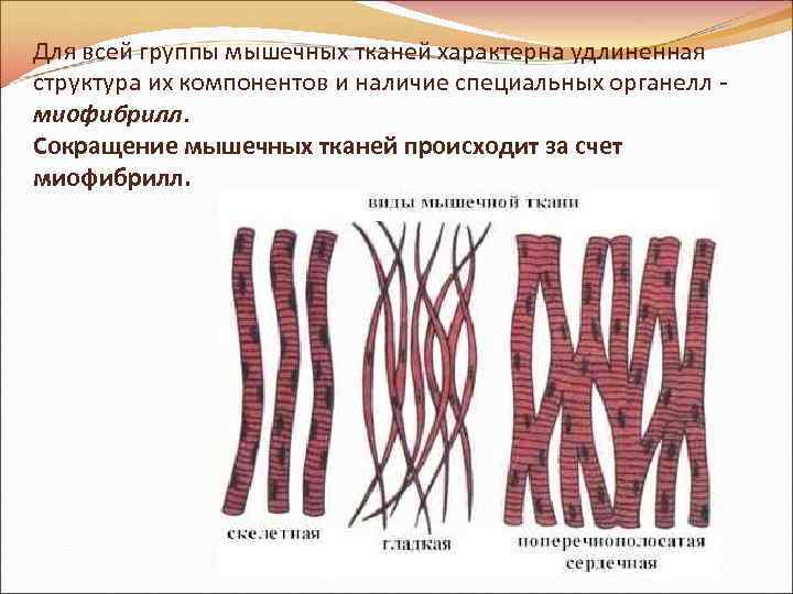 Для всей группы мышечных тканей характерна удлиненная структура их компонентов и наличие специальных органелл