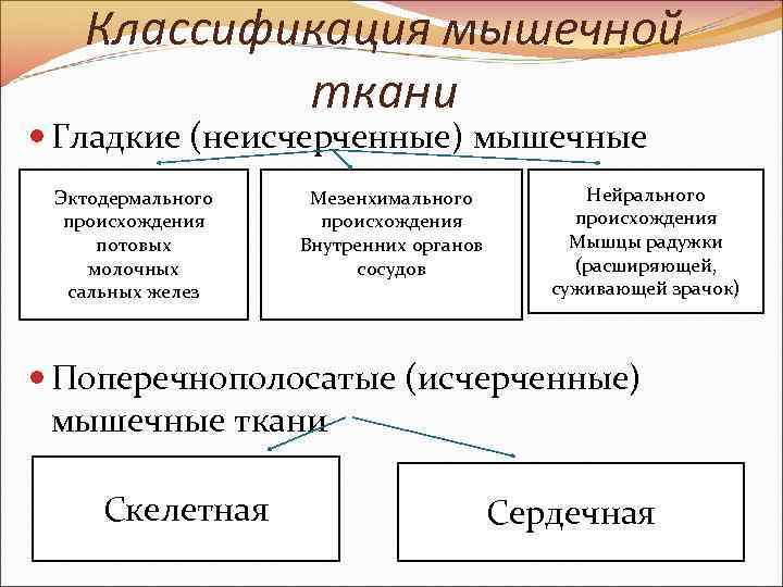 Классификация мышечной ткани Гладкие (неисчерченные) мышечные ткани Нейрального Эктодермального Мезенхимального происхождения потовых молочных сальных