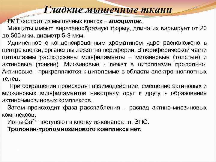 Гладкие мышечные ткани ГМТ состоит из мышечных клеток – миоцитов. Миоциты имеют веретенообразную форму,