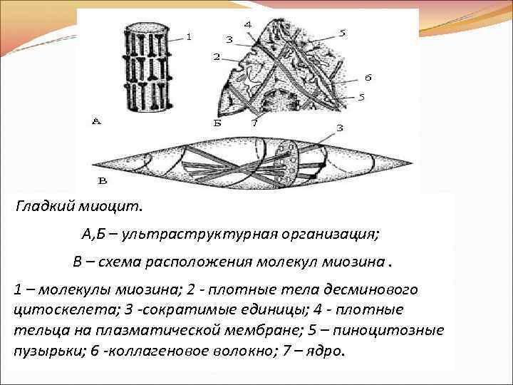 Схема изменения структуры гладкого миоцита до и после сокращения