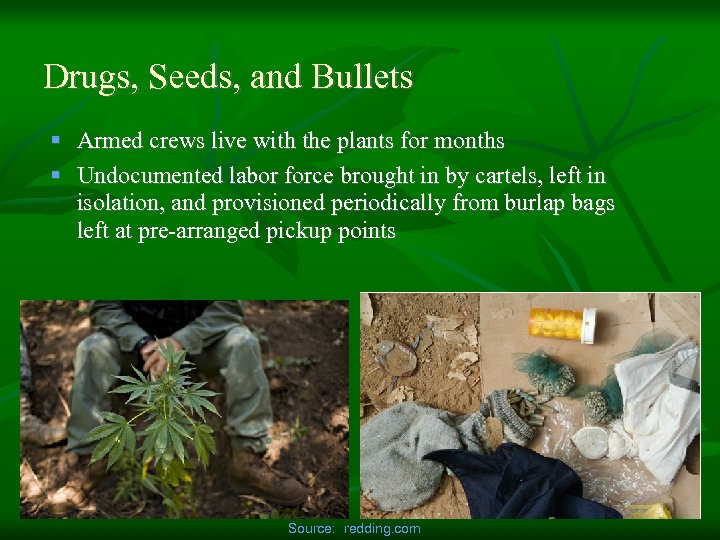 Drugs, Seeds, and Bullets § Armed crews live with the plants for months §