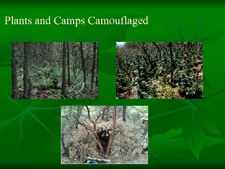 Plants and Camps Camouflaged 