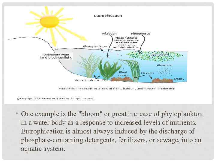  • One example is the "bloom" or great increase of phytoplankton in a